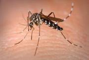 La page wiki sur l'Aedes